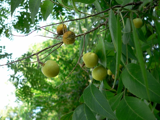 {Sapindus saponaria}